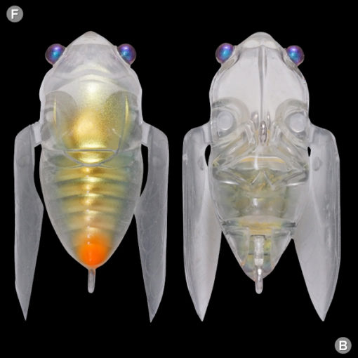 SIGLETT SKELETON SIRIUS