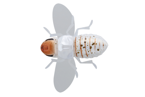 BUGDOG WHITE SHIROHITORI